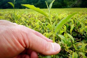 descubren-como-las-plantas-de-te-se-defienden-de-herbivoros descubren-como-las-plantas-de-te-se-defienden-de-herbivoros