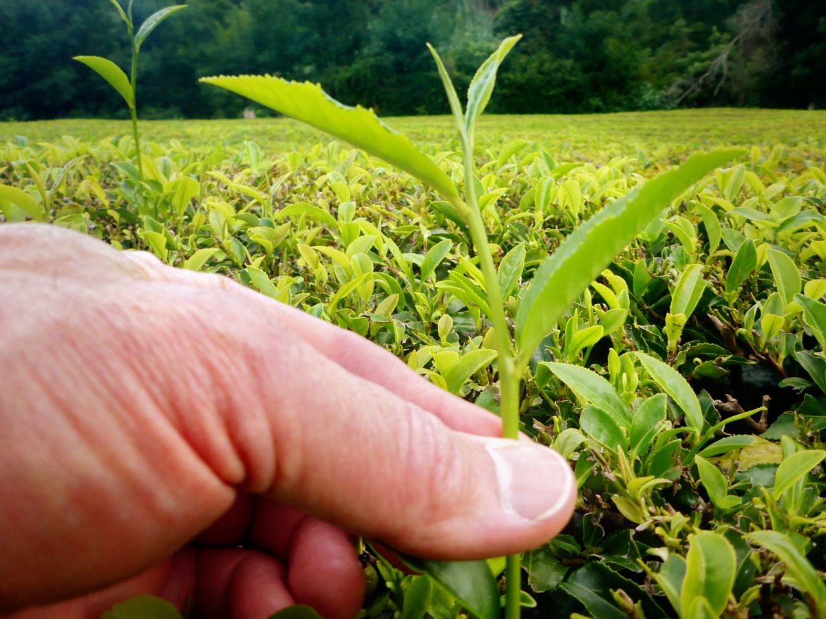 descubren-como-las-plantas-de-te-se-defienden-de-herbivoros