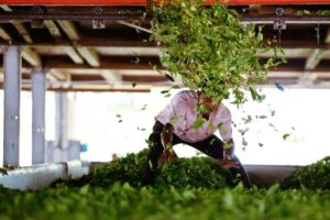 trump-reduce-aranceles-alivio-para-los-agricultores-indios