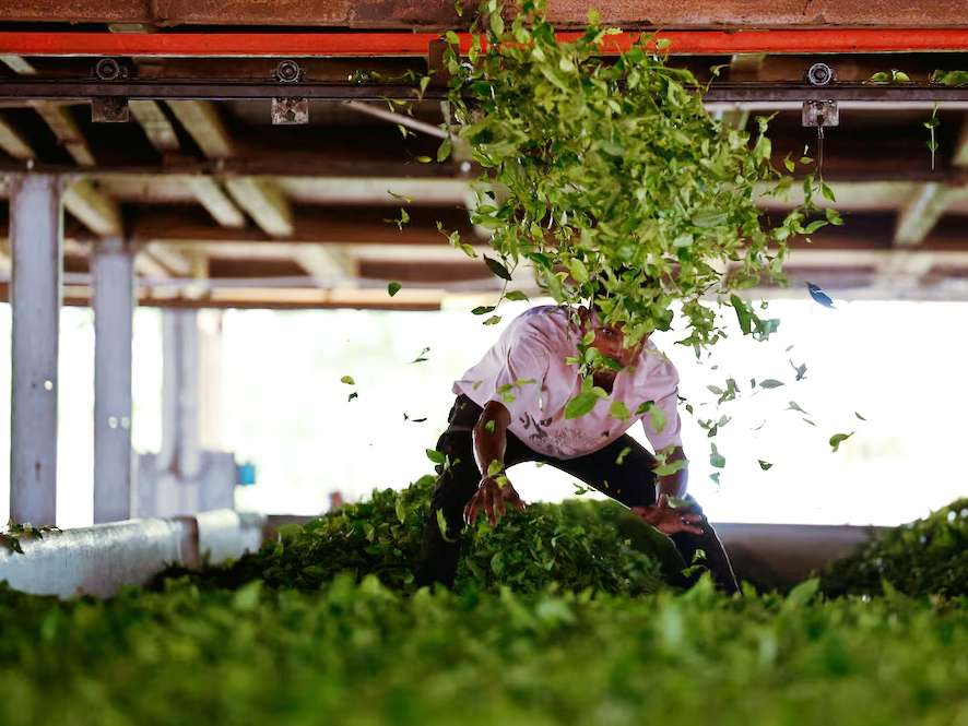 trump-reduce-aranceles-alivio-para-los-agricultores-indios