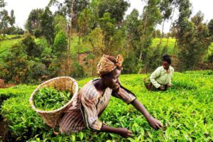 kenya-veta-fondos-de-agricultores-de-te-como-garantia-de-prestamos kenya-veta-fondos-de-agricultores-de-te-como-garantia-de-prestamos