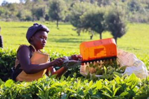 sector-del-te-en-kenia-pide-estabilidad-ante-presiones-politicas