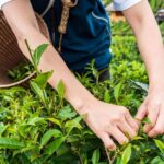 europa-impulsa-nuevos-estandares-de-valor-en-el-te