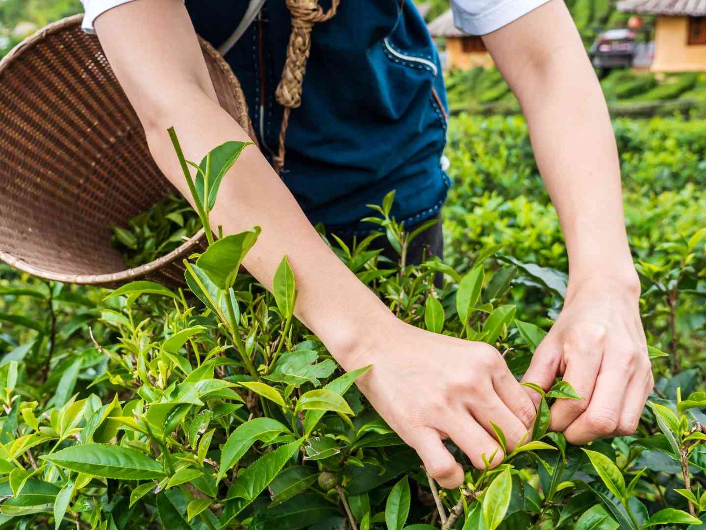 Europa impulsa nuevos estándares de valor en el té