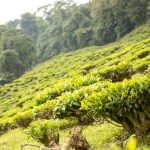 tes de bitaco colombia