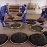 china-principal-productor-de-te-pero-debil-en-marcas