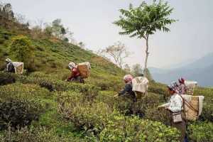 india-redefine-su-estrategia-exportadora-de-te-en-2026