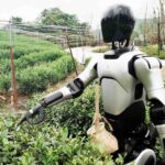 china-entrena-robot-humanoide-para-recolectar-hojas-de-te