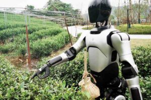 china-entrena-robot-humanoide-para-recolectar-hojas-de-te
