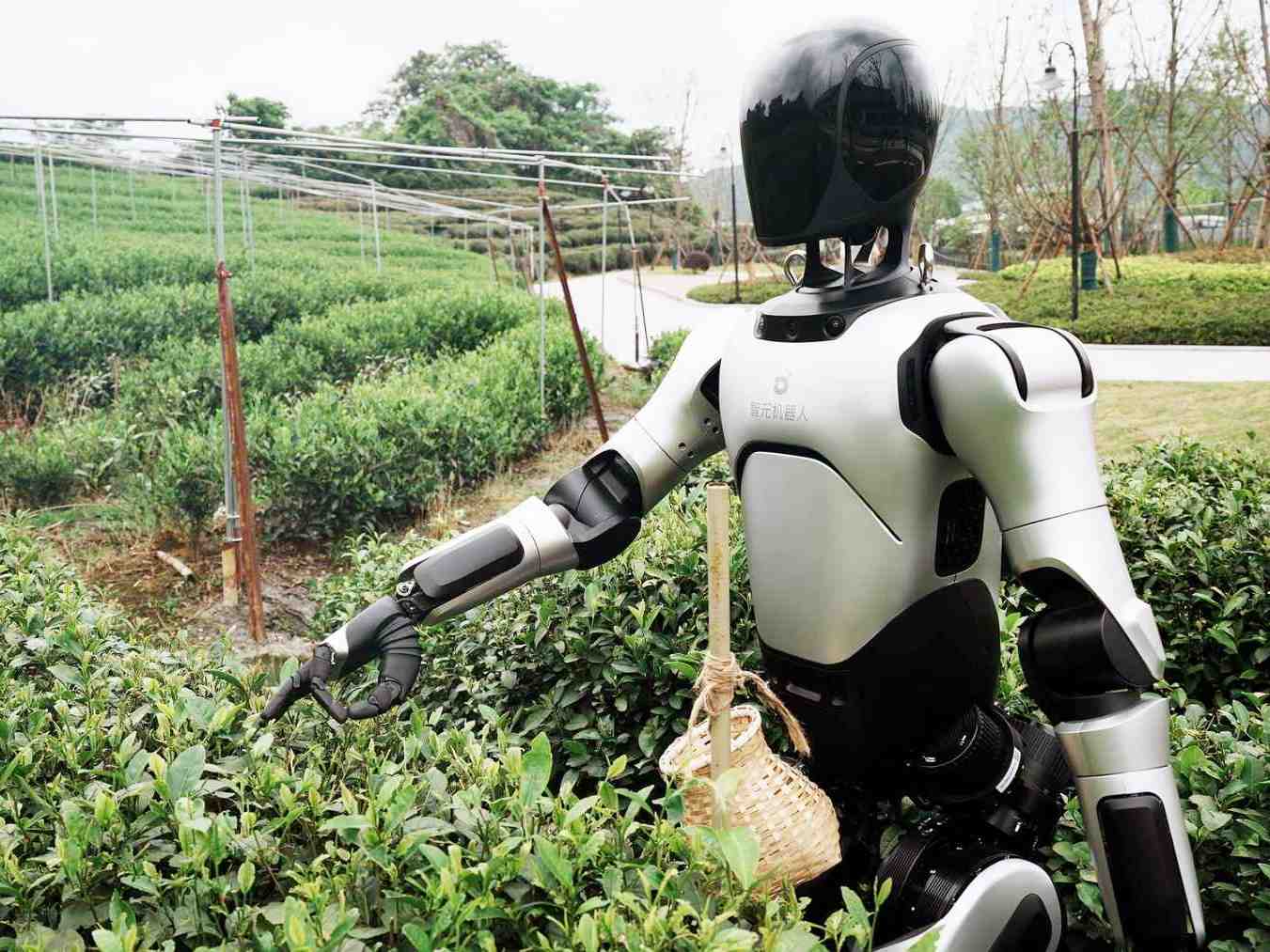 china-entrena-robot-humanoide-para-recolectar-hojas-de-te