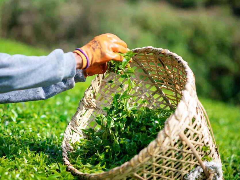 Crisis exportadora obliga al cierre del té de Nepal