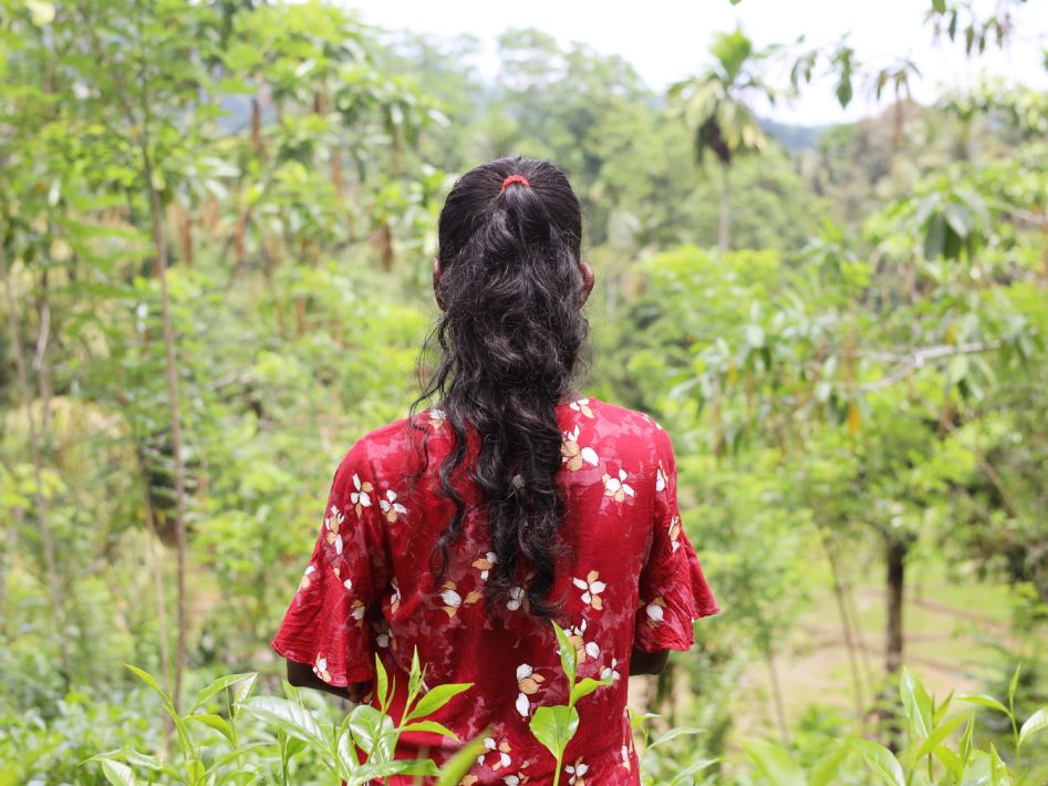 Grave informe revela abusos en plantaciones de té de Sri Lanka