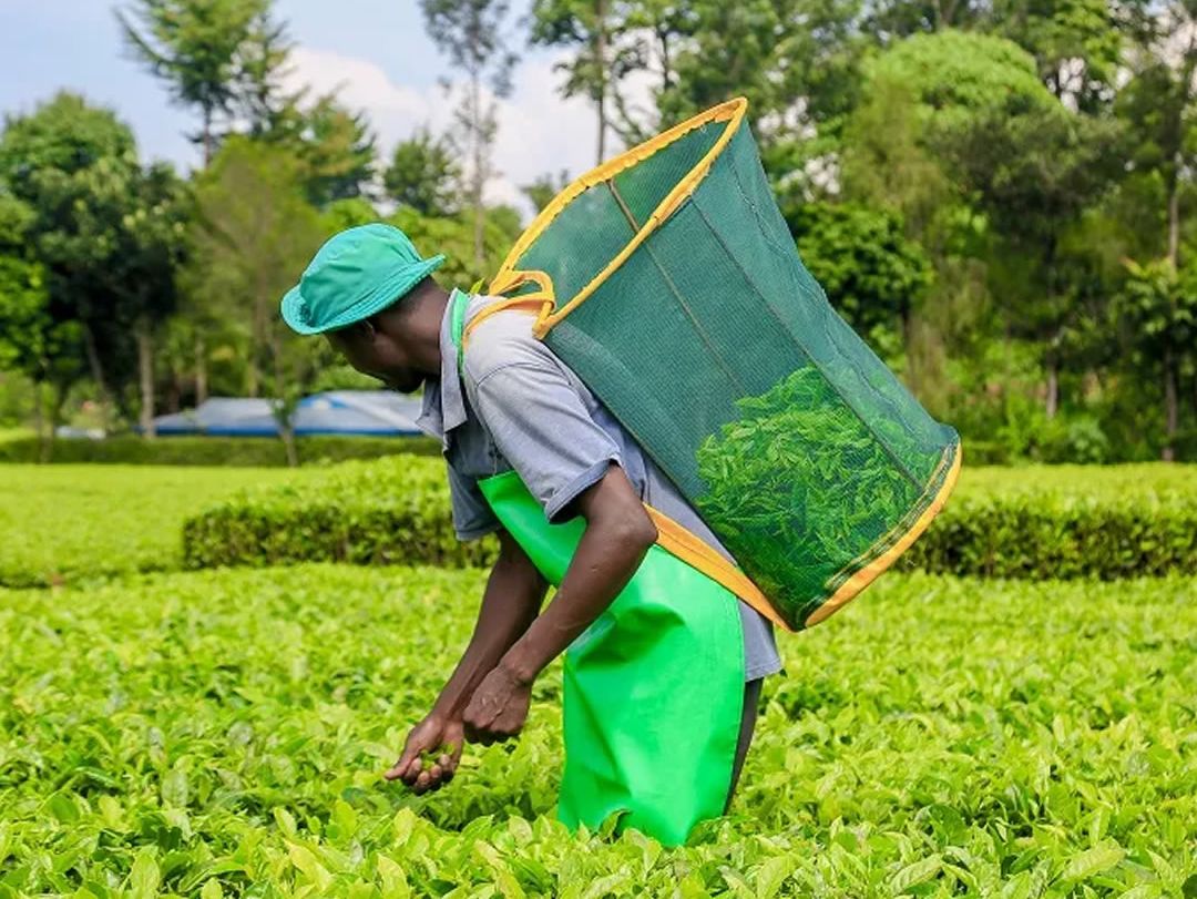 Kenia defiende nuevo impuesto al té y responde críticas