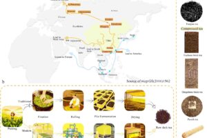 dark-tea-nuevos-avances-en-quimica-y-fermentacion