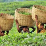 produccion-de-te-en-bangladesh-se-dispara-un-130