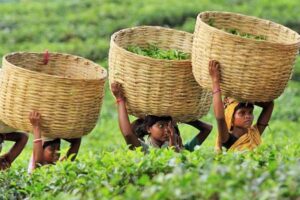 produccion-de-te-en-bangladesh-se-dispara-un-130
