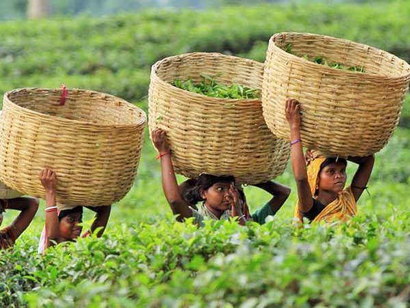 Producción de té en Bangladesh se dispara un 130%